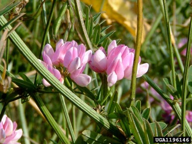 crownvetch, Securigera varia  (Fabales: Fabaceae (Leguminosae)) - 1196146