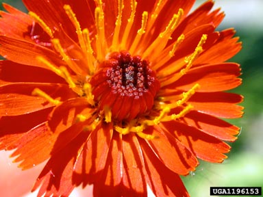 orange hawkweed, Hieracium aurantiacum  (Asterales: Asteraceae) - 1196153