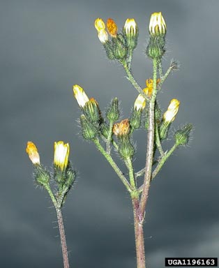 meadow hawkweed, Hieracium caespitosum  (Asterales: Asteraceae) - 1196163