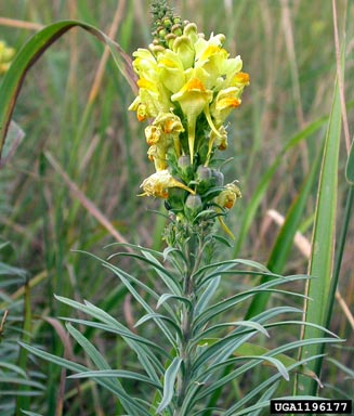 yellow toadflax, Linaria vulgaris  (Scrophulariales: Scrophulariaceae) - 1196177