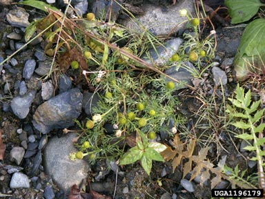 pineapple-weed, Matricaria discoidea  (Asterales: Asteraceae) - 1196179