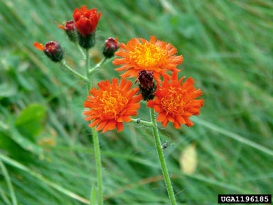 orange hawkweed, Hieracium aurantiacum  (Asterales: Asteraceae) - 1196185