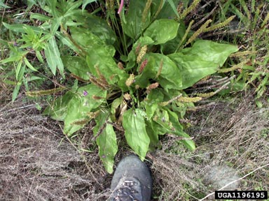 broadleaf plantain, Plantago major  (Plantaginales: Plantaginaceae) - 1196195