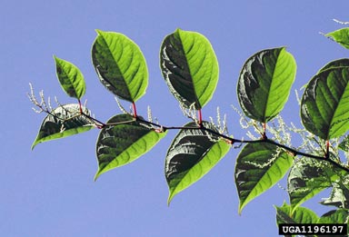 Japanese knotweed, Fallopia japonica  (Polygonales: Polygonaceae) - 1196197