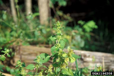 common hempnettle, Galeopsis tetrahit  (Lamiales: Lamiaceae) - 1196208