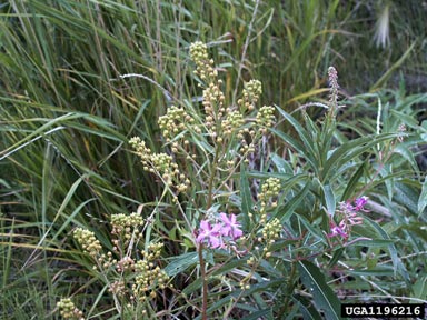 Austrian fieldcress, Rorippa austriaca  (Capparales: Brassicaceae) - 1196216