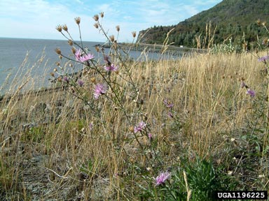 spotted knapweed, Centaurea stoebe ssp. micranthos (Asterales: Asteraceae) - 1196225