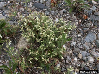 nightflowering catchfly, Silene noctiflora  (Caryophyllales: Caryophyllaceae) - 1196227