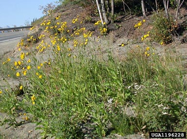 perennial sowthistle, Sonchus arvensis  (Asterales: Asteraceae) - 1196228
