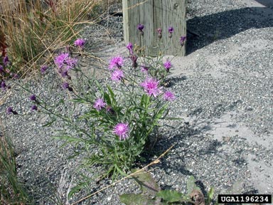 spotted knapweed, Centaurea stoebe ssp. micranthos (Asterales: Asteraceae) - 1196234