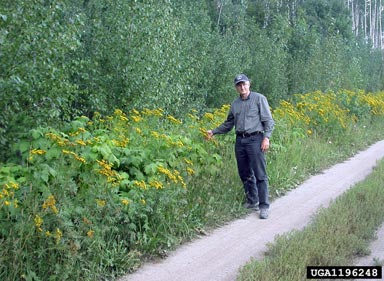 common tansy, Tanacetum vulgare  (Asterales: Asteraceae) - 1196248