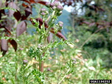 Canada thistle, Cirsium arvense  (Asterales: Asteraceae) - 1196252