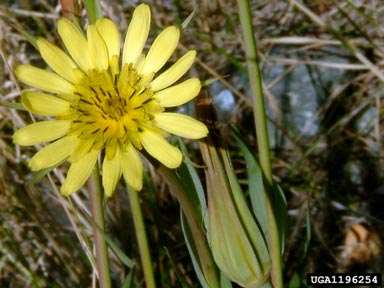 western salsify, Tragopogon dubius  (Asterales: Asteraceae) - 1196254