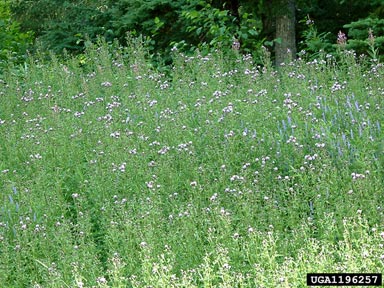 Canada thistle, Cirsium arvense  (Asterales: Asteraceae) - 1196257