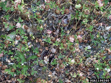 alsike clover, Trifolium hybridum  (Fabales: Fabaceae (Leguminosae)) - 1196260