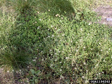 white clover, Trifolium repens  (Fabales: Fabaceae (Leguminosae)) - 1196262