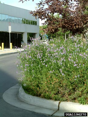 bird vetch, Vicia cracca  (Fabales: Fabaceae (Leguminosae)) - 1196270