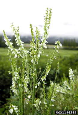 yellow sweetclover, Melilotus officinalis  (Fabales: Fabaceae (Leguminosae)) - 1196285