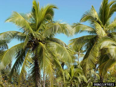 coconut palm, Cocos nucifera  (Arecales: Arecaceae) - 1197021