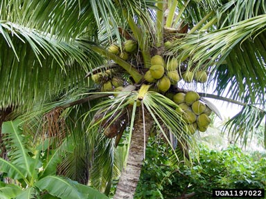 coconut palm, Cocos nucifera  (Arecales: Arecaceae) - 1197022