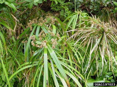 umbrella plant, Cyperus involucratus  (Cyperales: Cyperaceae) - 1197023