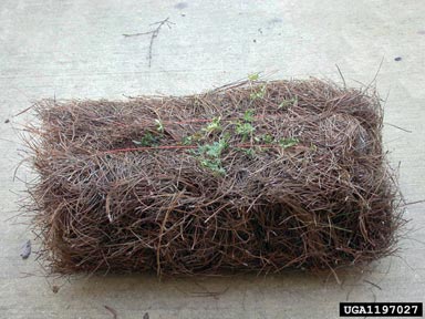 Japanese climbing fern, Lygodium japonicum  (Polypodiales: Lygodiaceae) - 1197027