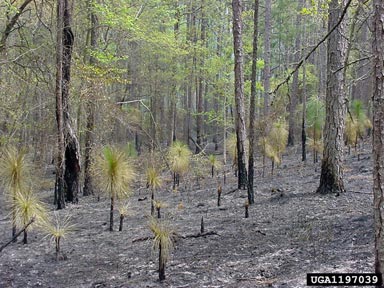 fire on longleaf pine (Pinus palustris ) - 1197039