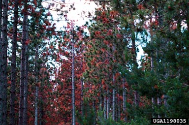 Diplodia blight (Sphaeropsis sapinea ) on red pine (Pinus resinosa ) - 1198035