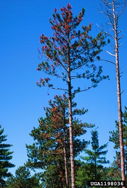 Diplodia blight (Sphaeropsis sapinea ) on red pine (Pinus resinosa ) - 1198036