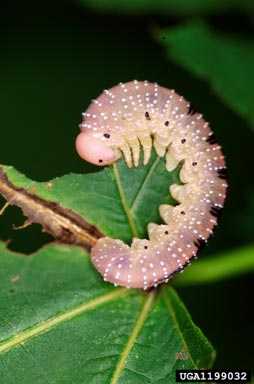 elm sawfly (Cimbex americana ) on American basswood (Tilia americana ) - 1199032