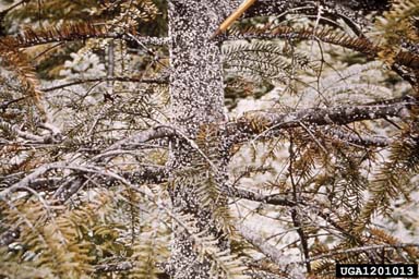 balsam woolly adelgid (Adelges piceae ) on silver fir (Abies alba ) - 1201013