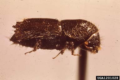 pine engraver, Ips pini  (Coleoptera: Curculionidae) - 1201028