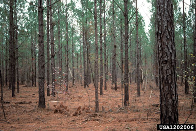 thinning (stand) on loblolly pine (Pinus taeda ) - 1202006