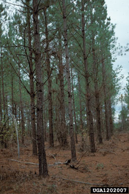 thinning (stand) on loblolly pine (Pinus taeda ) - 1202007