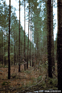 pruning (general) on loblolly pine (Pinus taeda ) - 1202010