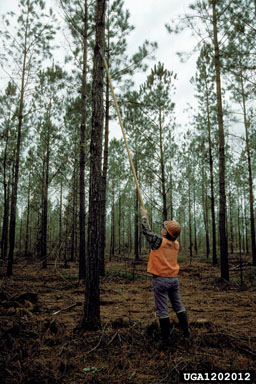 pruning (general) on loblolly pine (Pinus taeda ) - 1202012