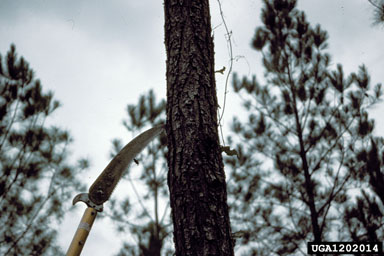 pruning (general) on loblolly pine (Pinus taeda ) - 1202014