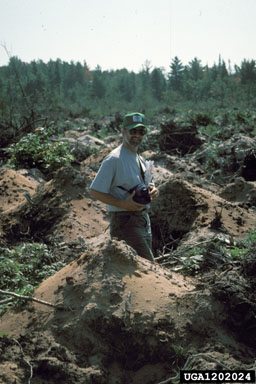drainage on tamarack (Larix laricina ) - 1202024