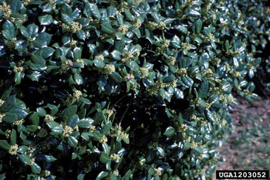Chinese holly, Ilex cornuta  (Celastrales: Aquifoliaceae) - 1203052