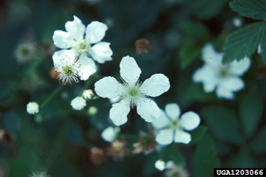 cane fruit (blackberry, raspberry), Rubus spp.  (Rosales: Rosaceae) - 1203066