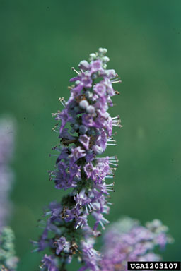 negundo chastetree, Vitex negundo  (Lamiales: Verbenaceae) - 1203107