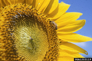 sunflower, Helianthus spp.  (Asterales: Asteraceae) - 1203119