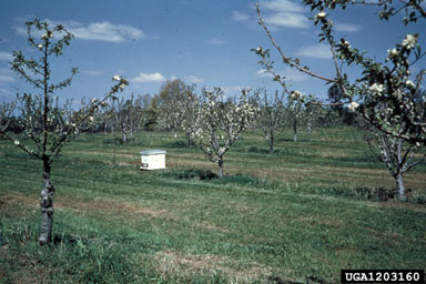 apple, Malus domestica  (Rosales: Rosaceae) - 1203160