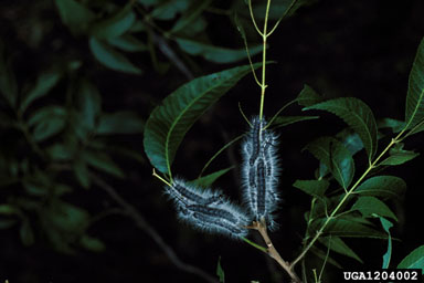 walnut caterpillar, Datana integerrima  (Lepidoptera: Notodontidae) - 1204002