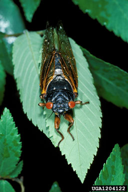 periodical cicada, Magicicada spp.  (Hemiptera: Cicadidae) - 1204122