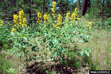 prairie thermopsis, Thermopsis rhombifolia  (Fabales: Fabaceae (Leguminosae)) - 1205012