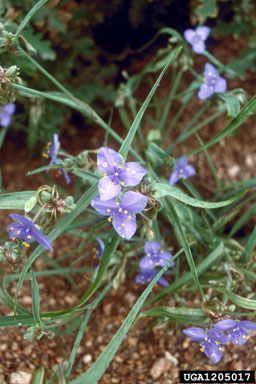 prairie spiderwort, Tradescantia occidentalis  (Commelinales: Commelinaceae) - 1205017