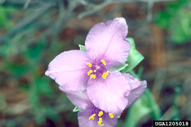 prairie spiderwort, Tradescantia occidentalis  (Commelinales: Commelinaceae) - 1205018