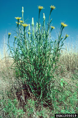 western salsify, Tragopogon dubius  (Asterales: Asteraceae) - 1205019