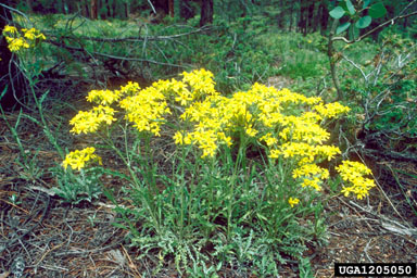 Fendler's ragwort, Senecio fendleri  (Asterales: Asteraceae) - 1205050